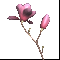 /docs/subject/oruzhie/cvety-i-bukety/buket-magnolij-1/